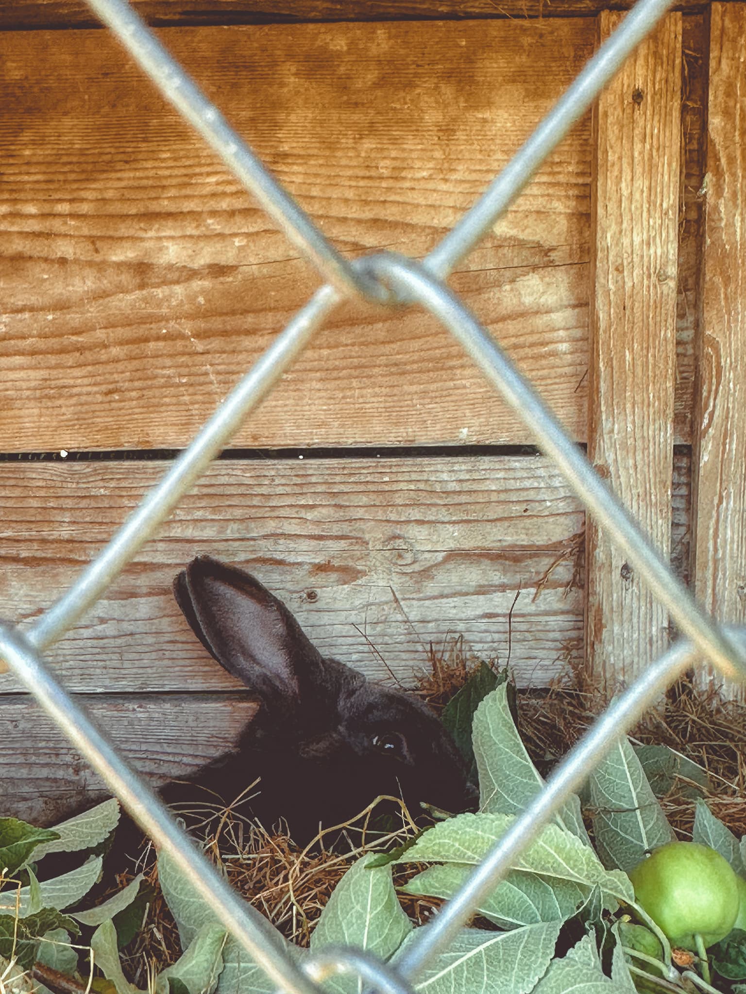 Side angle of a black bunny inside a cage, the cage bounds are out-of-focus on the foreground.